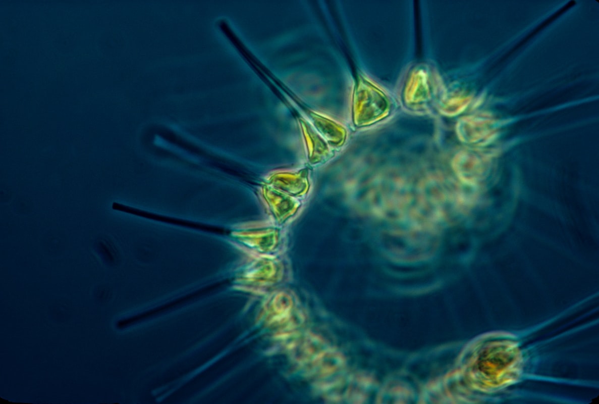 Factori care afectează microflora intestinală